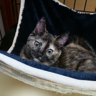 ジンジャーズさび部 ぐうちゃん