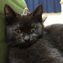 黒猫ふあふあ男の子です！