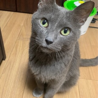 甘えた男子のクマオくん