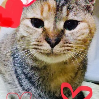 里親さん決まりました！ありがとうございました。