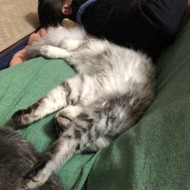 みんなで寝てるにゃ〜