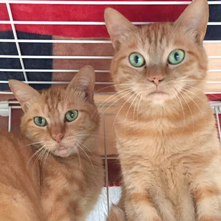 仲良し兄弟『トラジ』&『ピー』