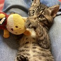 【トライアル決定】甘えん坊のハリーくん