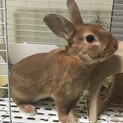 ミニウサギ(男の子)