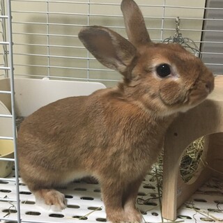 ミニウサギ(男の子)