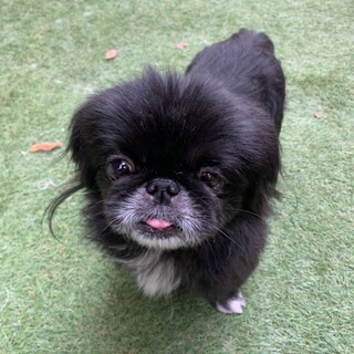 代理⭐︎性格抜群ペキニーズ君