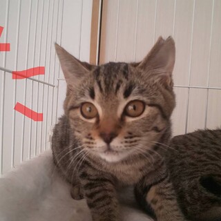 そっくりな可愛い三姉妹の中の詩ちゃん