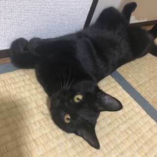 黒猫2匹 オス 生後11ヶ月