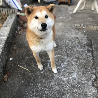 柴犬MIX 崩壊現場からのレスキュー