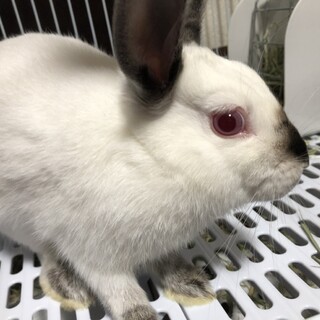 うさぎのきょうだい【チェリーちゃん】女の子