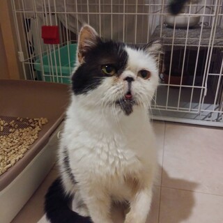 【ぶちゃ子】おかげさまで里親さまが決まりました 