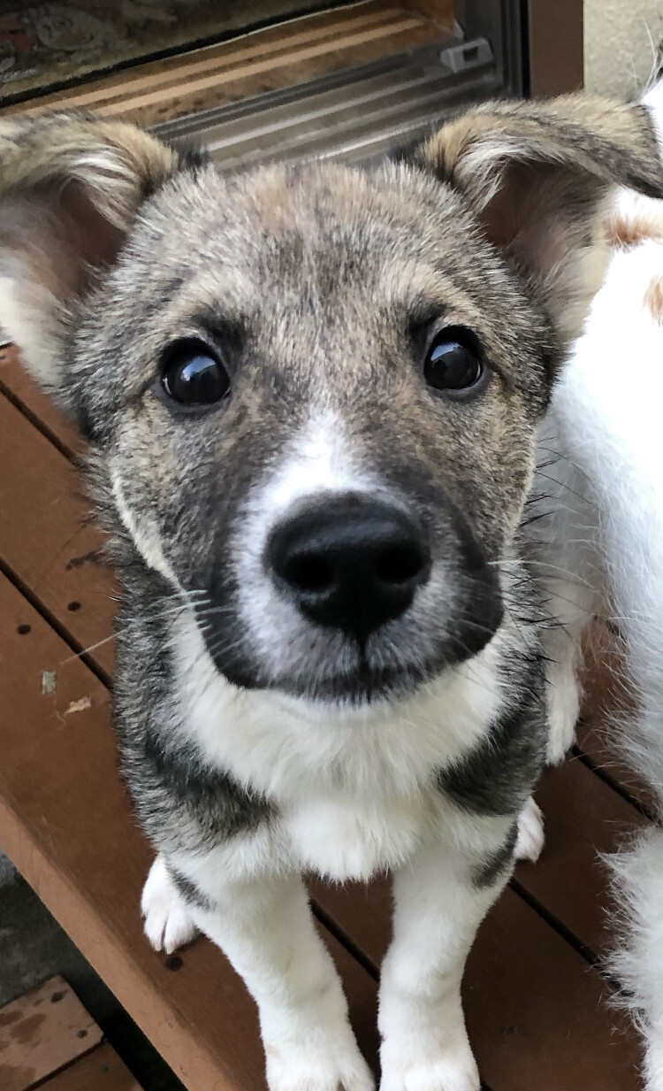 ミックスの子犬りんくん 東京都 犬の里親募集 ペットのおうち 月間利用者150万人