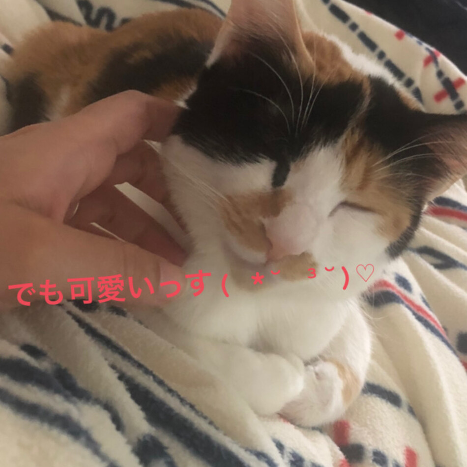 ちゃろのカバー写真