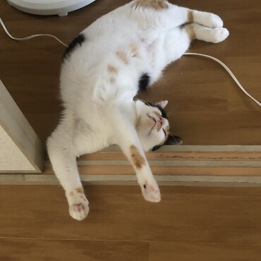 の写真
