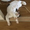 の写真