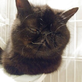 【つる子】おかげさまで里親さまが決まりました