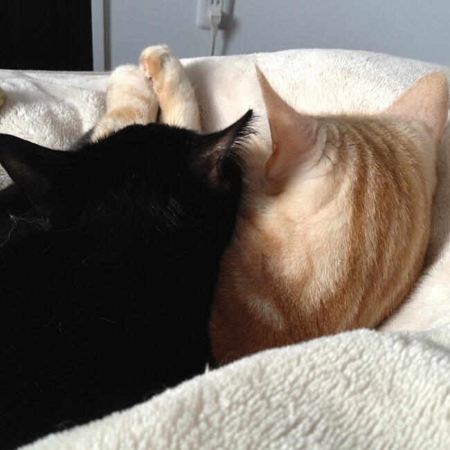 猫をピカピカにする計画 by MimiMATERIAのカバー写真