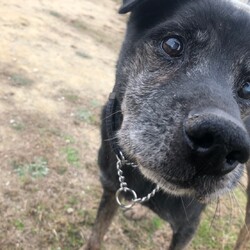 犬猫合同譲渡会