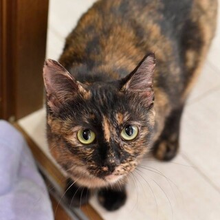 ゴロスリのセーブルです。