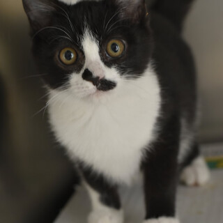 人懐こくて愛らしい子猫スマッジ