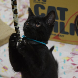 元気キッズ、黒猫のタンくん！