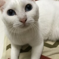 こゆき