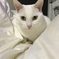 こはる