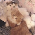2匹のスコティッシュフォールド♂