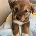 里親さま決まりました☆