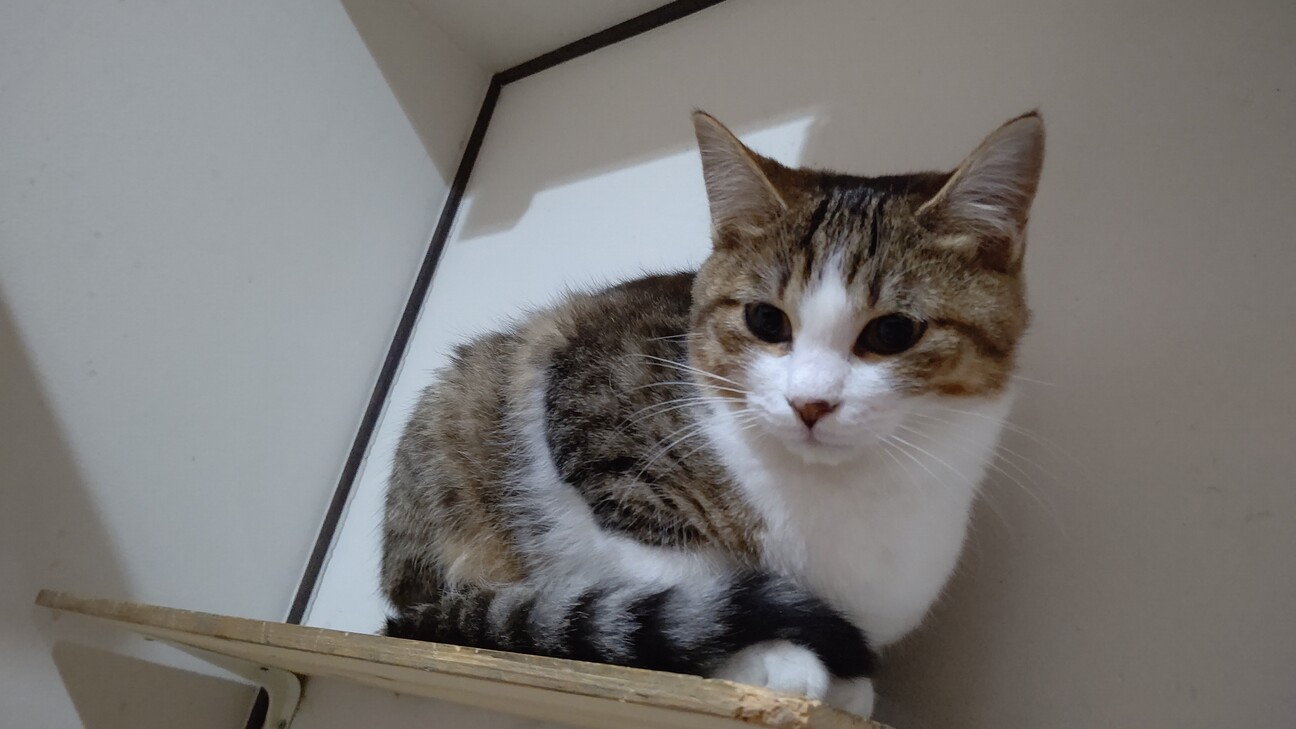 保護猫】むすび♀子猫・」千葉県 - 猫の里親募集(332777) :: ペット 