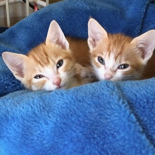 そっくり可愛い茶とらブラザーズ　