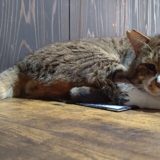 【保護猫】つしま♂キジシロ