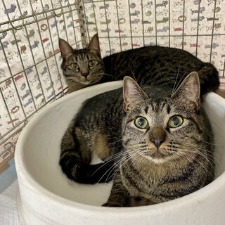 そっくり双子のまなちゃんかなちゃん姉妹♡