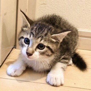 キジ白　子猫♂げんき 推定2.5ヶ月