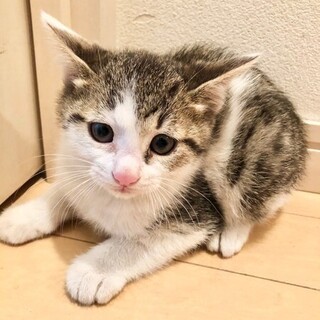 キジ白　子猫♀こうめ 推定2.5ヶ月