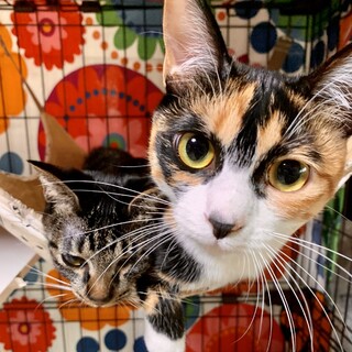 生きてるだけで丸儲け♡アイみかん姉妹