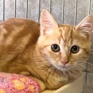 ちょっとビビリな茶とらの　ぜんいつ君