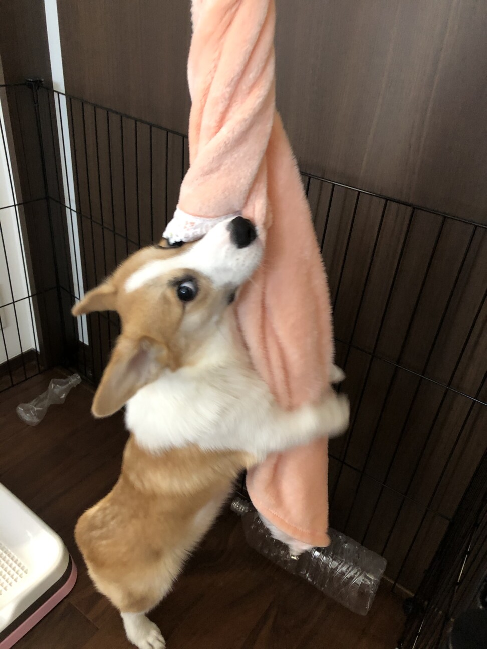 ライト
