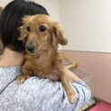 ダックスのノエルちゃん