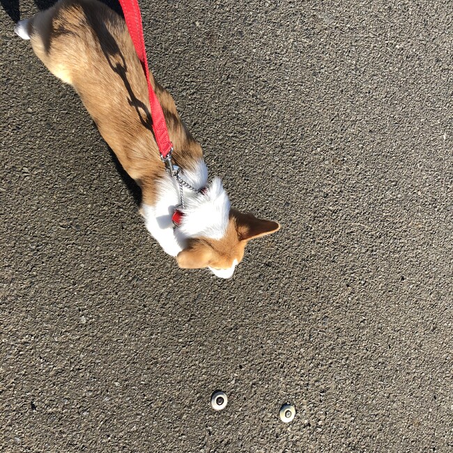 きゅうり味のカバー写真