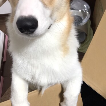 ドアップ！