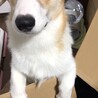 ドアップ！