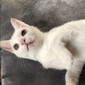 【カリンバ】おかげさまで里親さまが決まりました