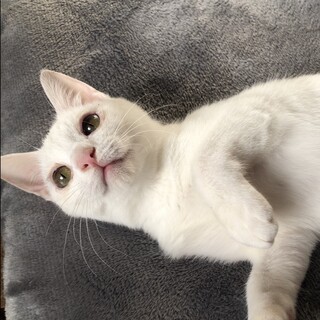 【カリンバ】おかげさまで里親さまが決まりました