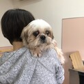 シーズーのクリームちゃん