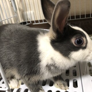 うさぎのきょうだい【まめちゃん】女の子