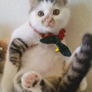 正式譲渡決定しました=^_^=