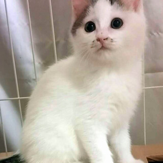 正式譲渡決定しました=^_^=