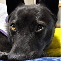 「迷い犬（前編）」サムネイル1