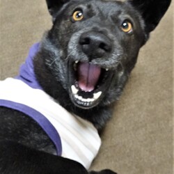 「迷い犬（後編）」サムネイル1